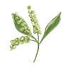 Image of plant icon