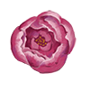 Image of flower icon